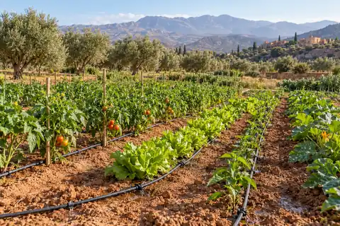 Culture irriguée au goutte-à-goutte dans un paysage agricole